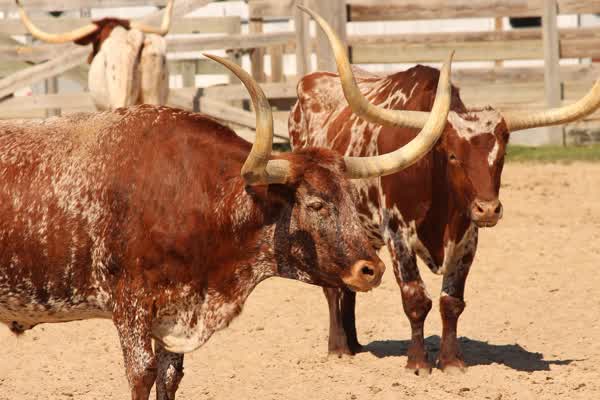Fort Worth, Texas — 76113